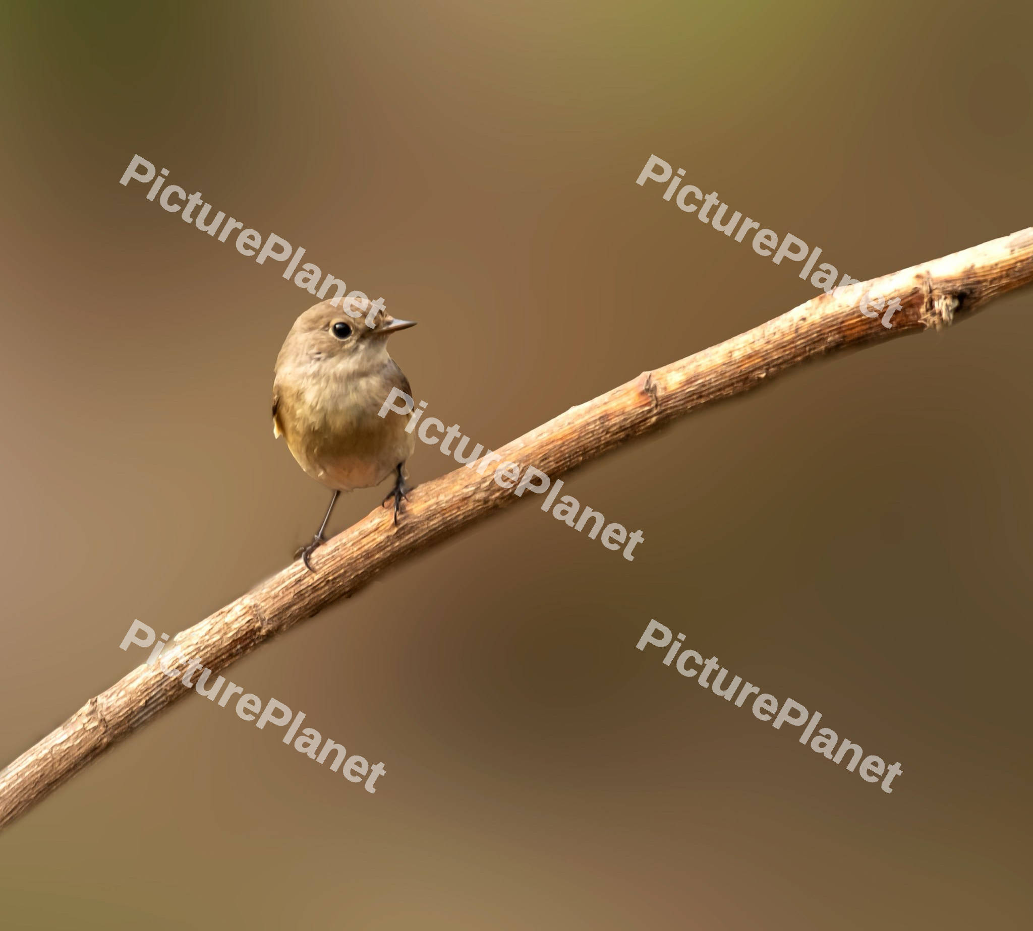 Robin Bird on a dry branch